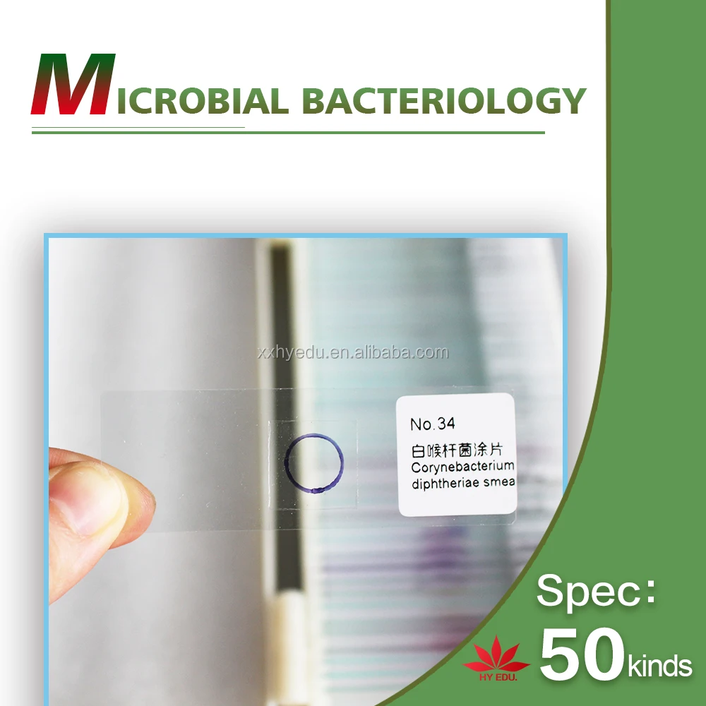 50 kinds kit fungi and bacteria Microorganism cells prepared microscope microbiology slides for biology education