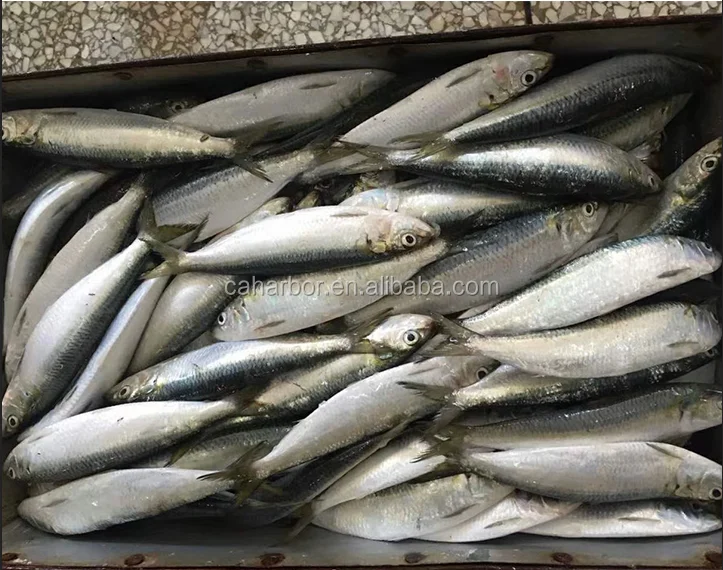 Frozen sardine sardinella longiceps for bait fish