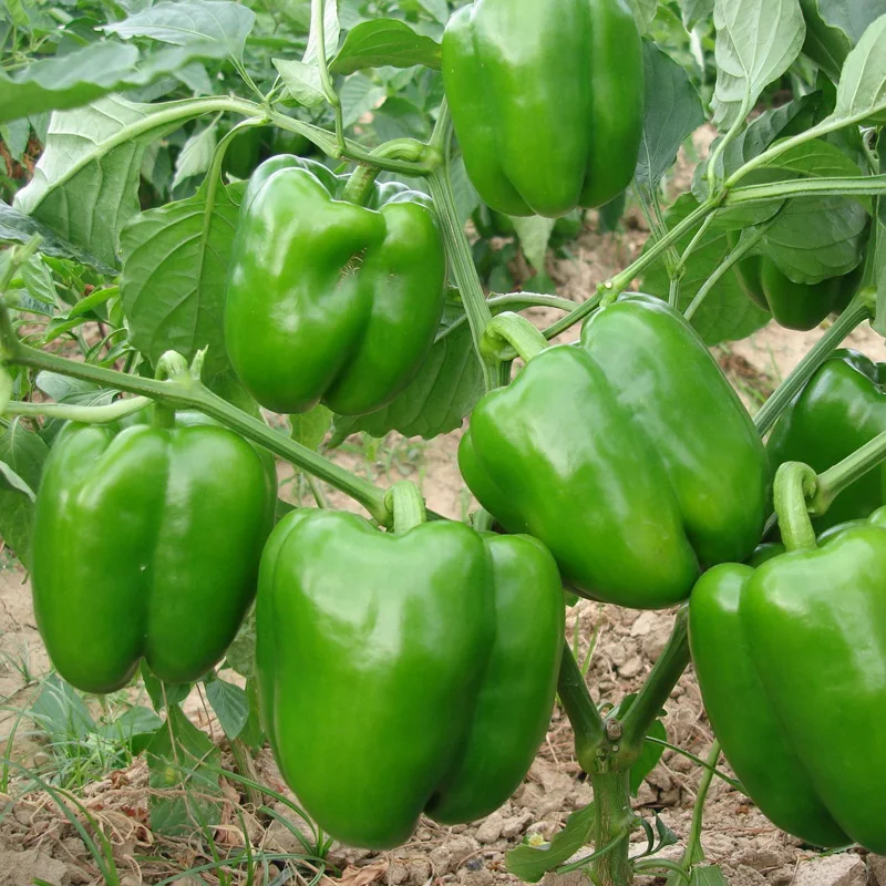 
Helinong Great commodity green pepper seeds 6008 