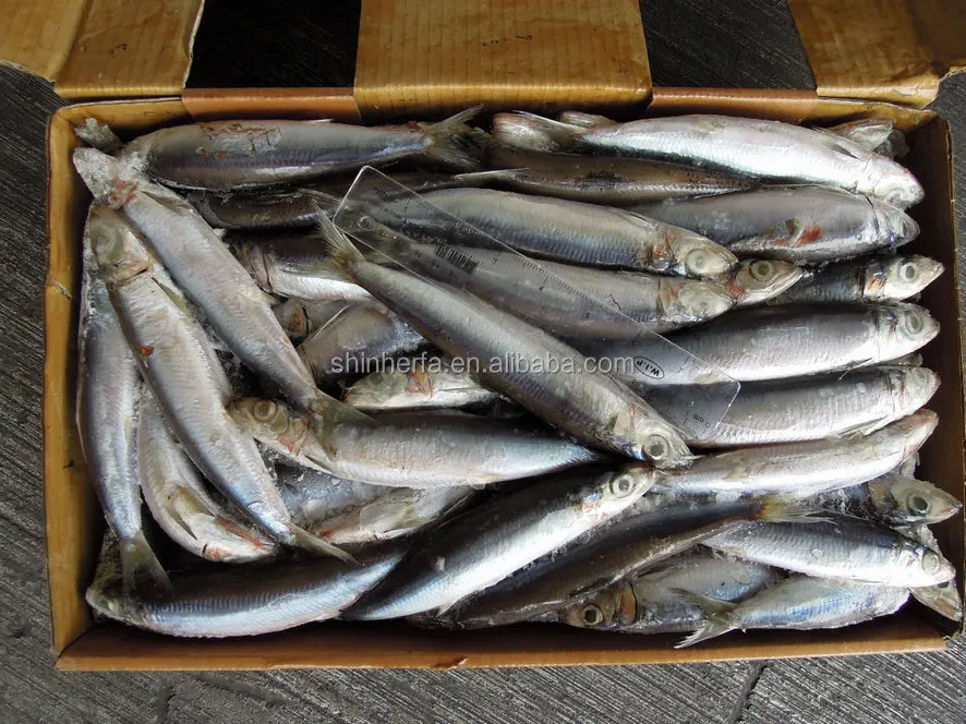 
Taiwan Frozen Sardine 90/100 PCS & 100/120 gram 