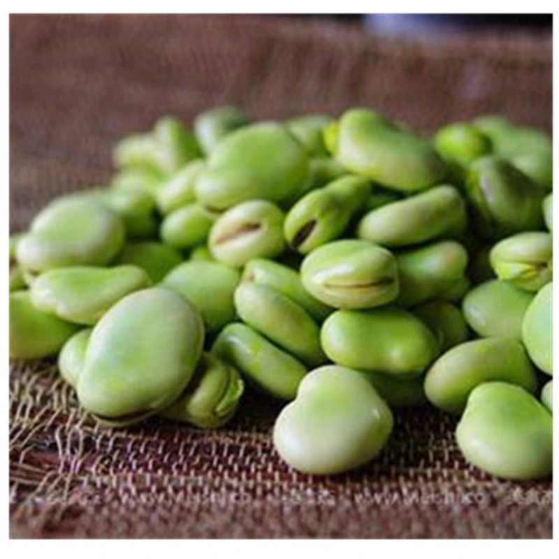 
Wholesale grade best organic frozen peeled broad bean 
