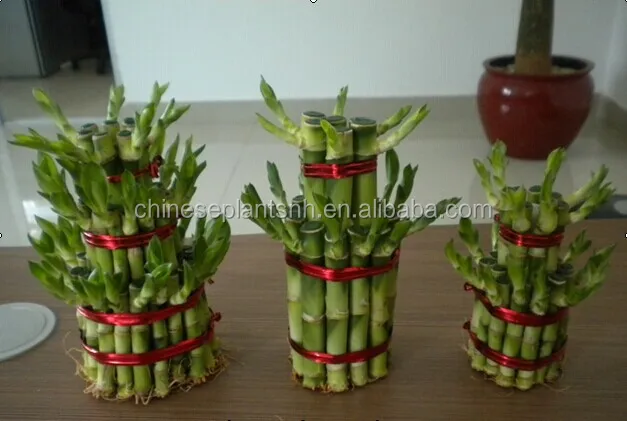 
Tower Lucky Bamboo Dracaena Sanderiana 