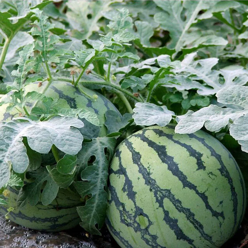 
Early maturing quality watermelon hybrid seeds China 