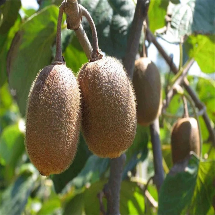 Саженцы фруктов jack