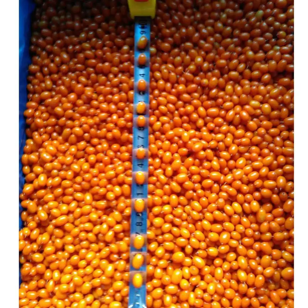 
new season good quality good price Frozen Sea Buckthorn berry IQF Sea Buckthorn berry 