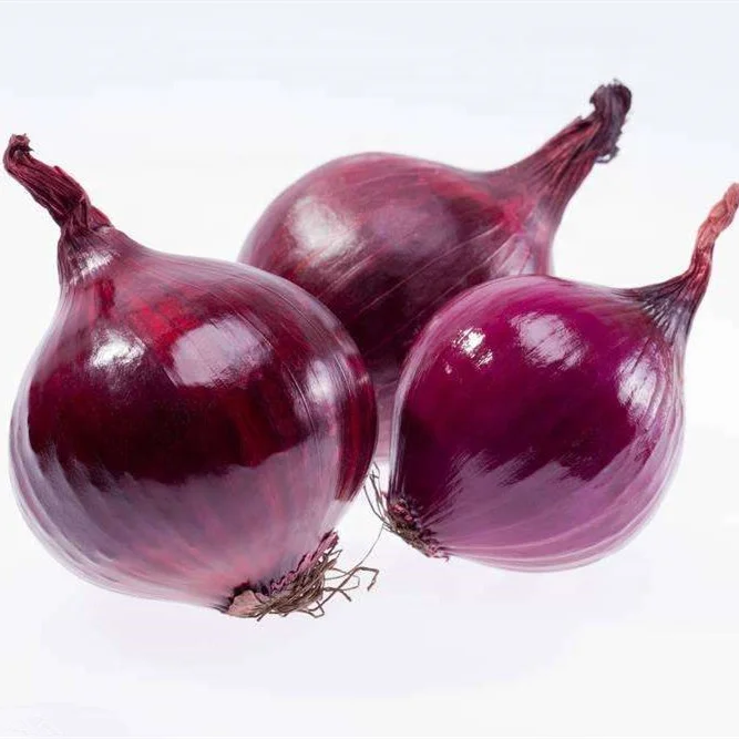 
S539 Yang Cong 100% Pure Nature Chinese Vegetable Red Onion Seeds For Planting 