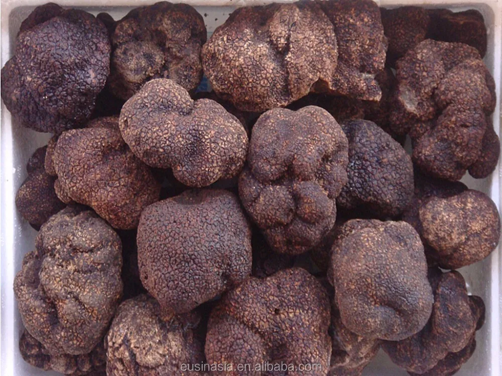 
New cap Wild Fresh Perigord truffle 