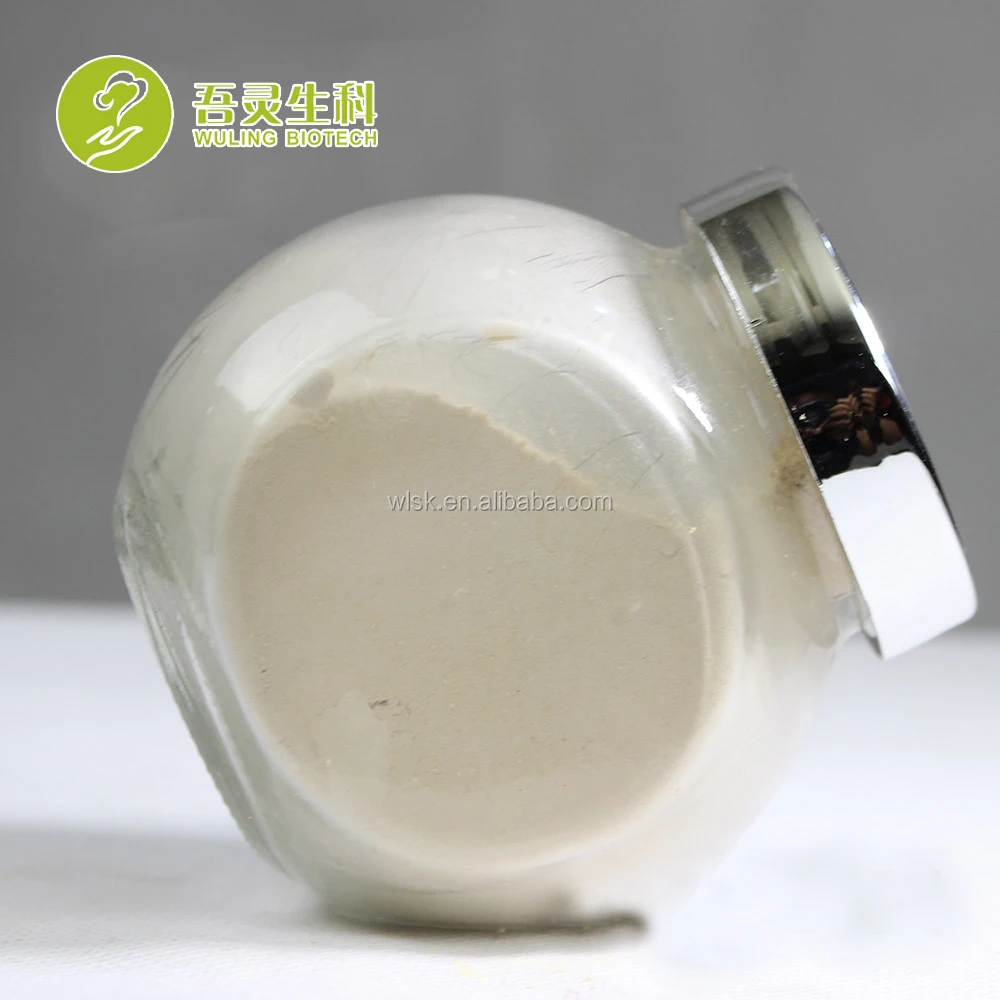 Free sample professional manufacturer maitake fungi frondosa mushroom growing with PDF approval