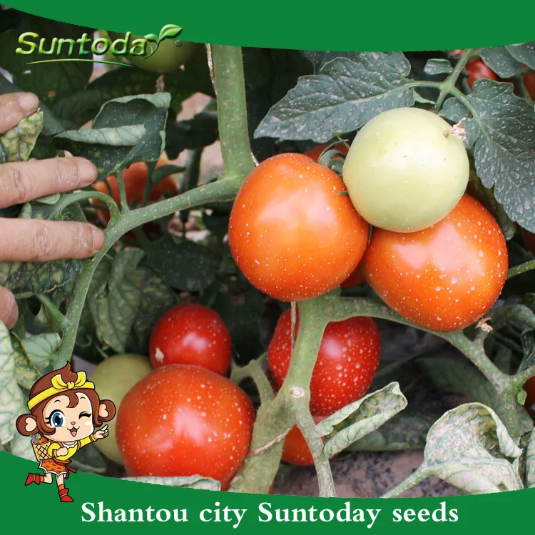 
Red vegetable hybrid israel tomato seeds 