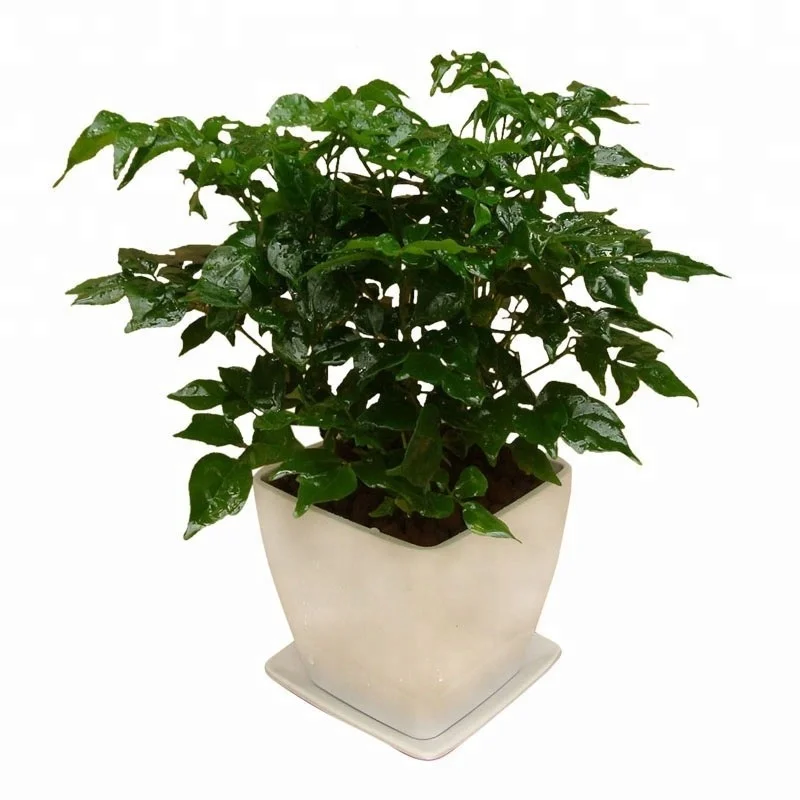 Оптовая продажа, Листва растений, радермахера хайнансис Мерр. Растение