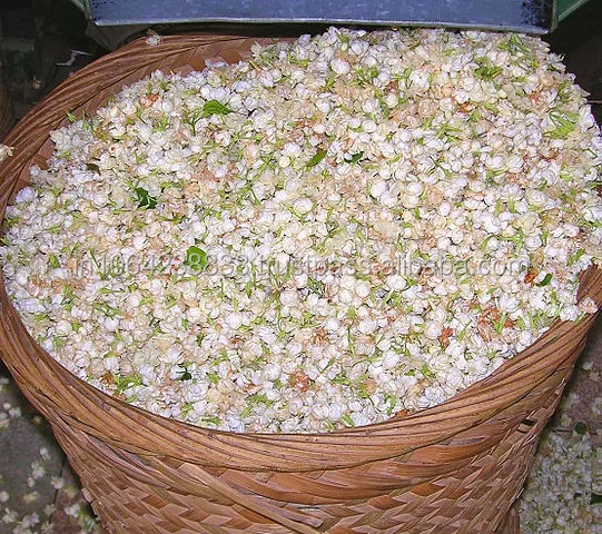  Индийский шамама Аттар