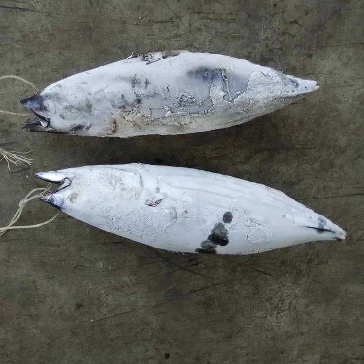 Замороженная рыба тунца морепродукты