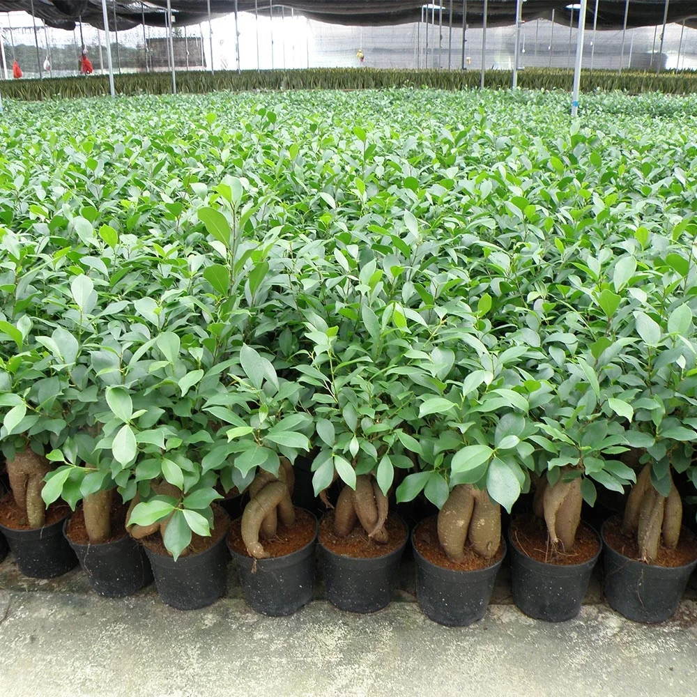 
ungrafted Ficus Microcarpa 