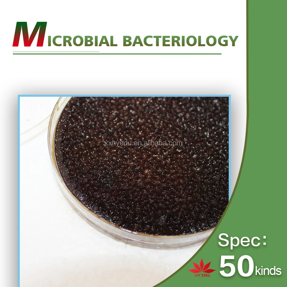 50 kinds kit fungi and bacteria Microorganism cells prepared microscope microbiology slides for biology education