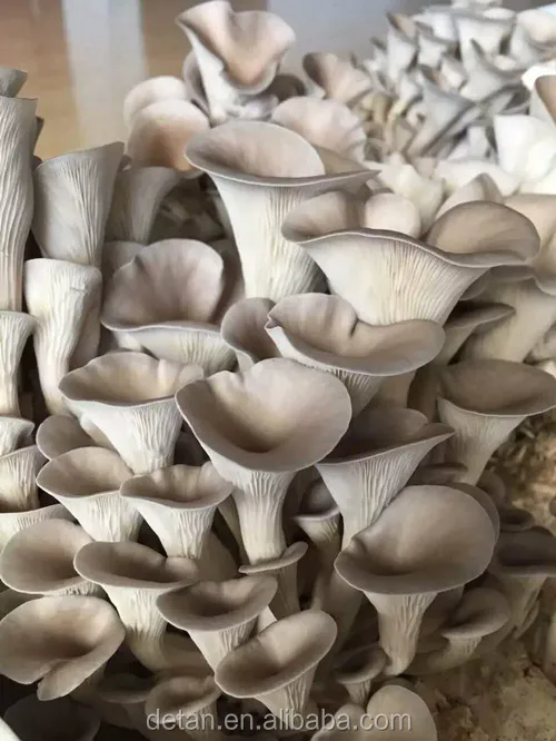 
Detan Dried Oyster/Names of Mushrooms 