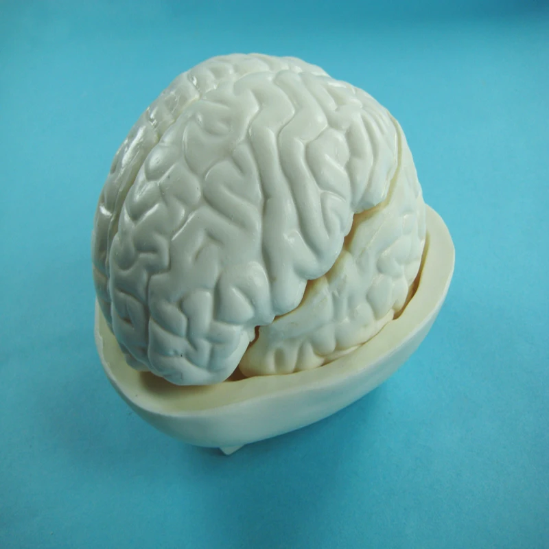 
Biology Education Equipment Anatomical Human Brain Model 