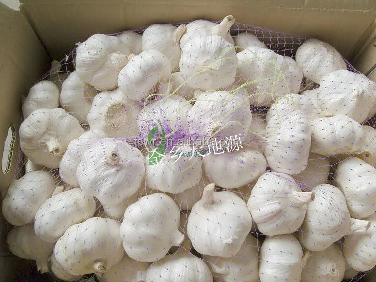 shandong garlic white garlic  fresh garlic