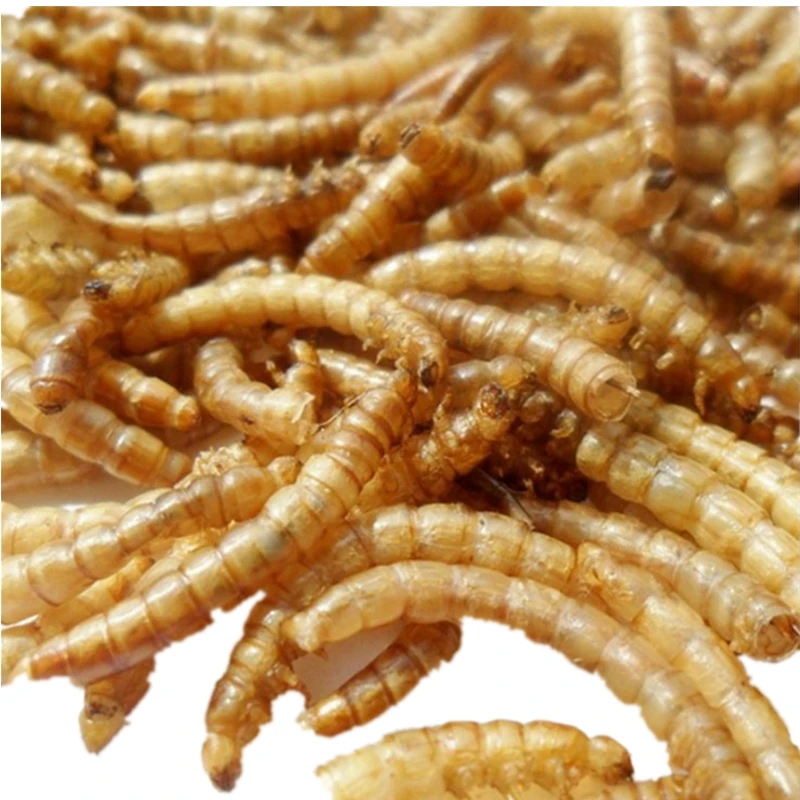 
Pure High Protein Defatted Mealworm Powder for royal canin dog food 