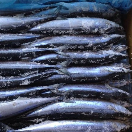 
Wholesale Cheap Seafood Fish Frozen Pacific Saury 