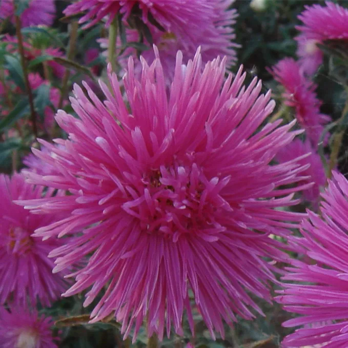 2021 China Aster Seeds, Different Types Flower Seed For Sale