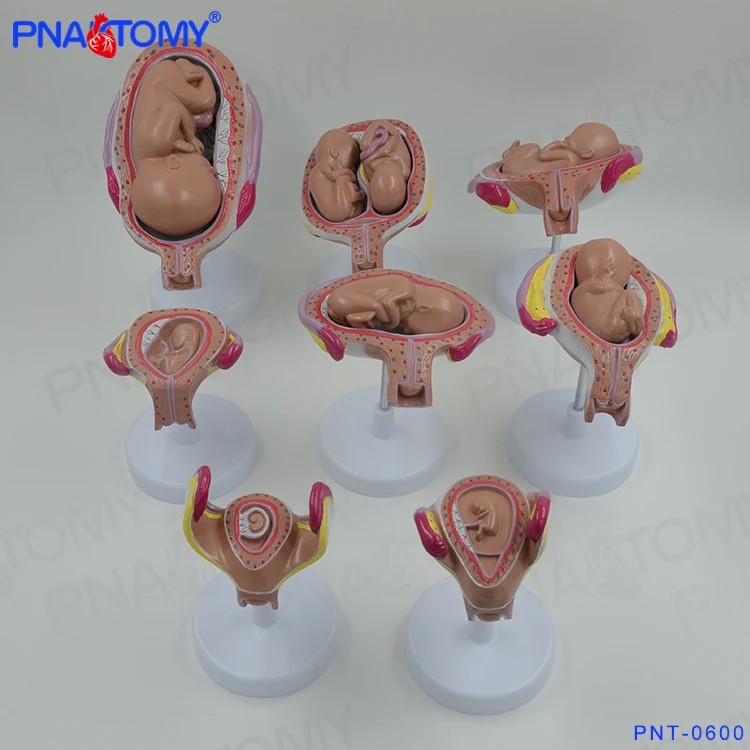 PNT-0600 Fetus development model Embryonic development model Fetal development model 8parts