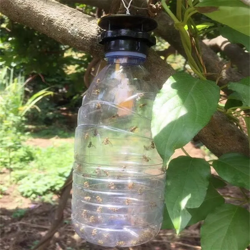 Tephritidae & trypetid / fruit flies pheromone trap