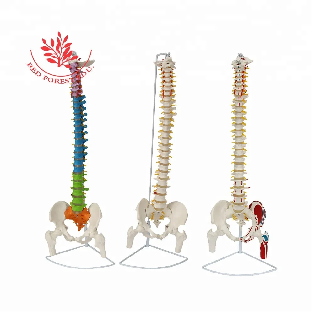 Spine Model Two Pieces Delivery Fee To Korea Only 37USD  Medical Science Human 3D Bone Anatomy Spine Model