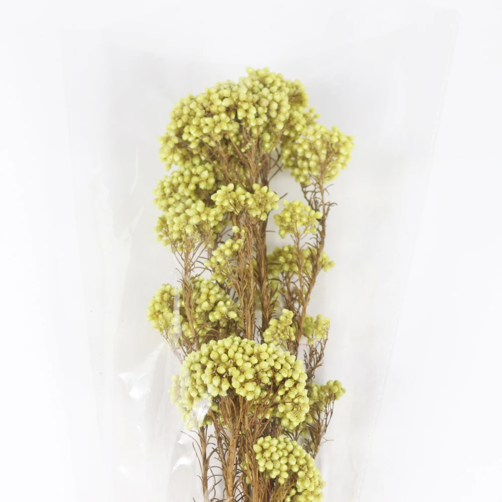
Preserved Flowers Wholesale from Yunnan 