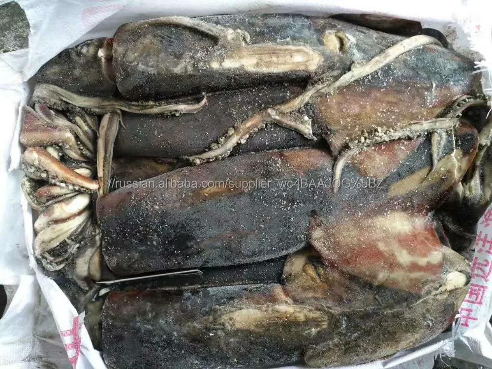 Frozen giant squid equator squid for sale