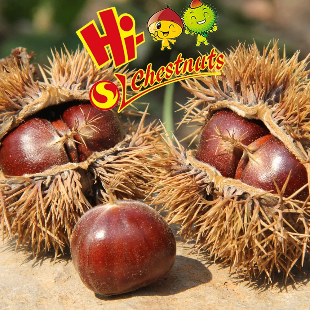 Raw fresh bulk chestnuts for sale