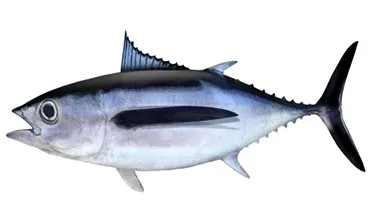 Frozen Light Meat Pouch Tuna Fish Buyers