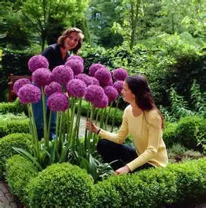 100 Purple Giant Allium Giganteum Beautiful Flower Seeds Garden Plant the budding rate 95 rare flower