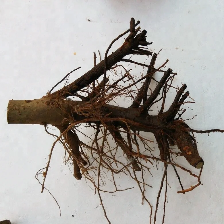 
Chinese supply pao tong tree paulownia hybrid shantong plants 