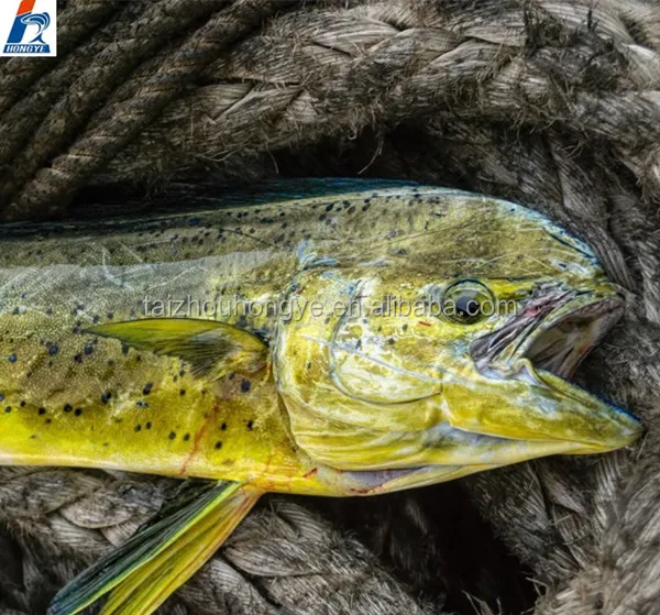 Good Price Frozen mahi mahi fillet/Portion/ Steak for good sale