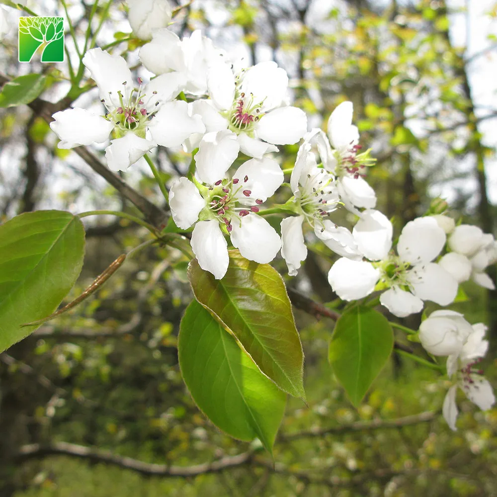 25-35 feet height low maintenance full sun pear fruit sapling Pyrus spp