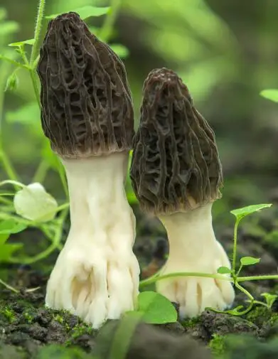 
Dried Morilles Morchella Conica 
