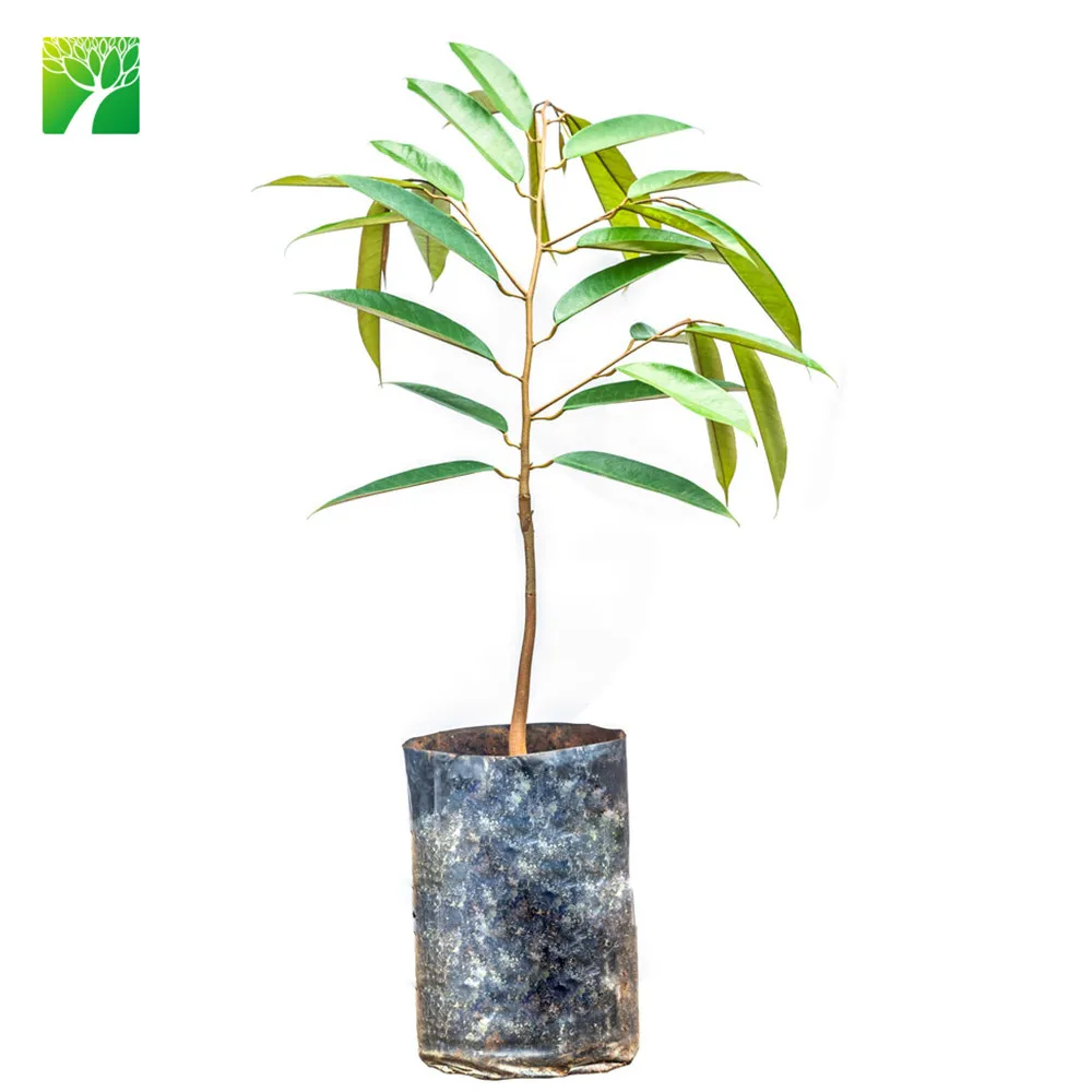 Частая полив, 10 м, макс. высота, саженцы фруктов, Durio zibethinus Durian saплинг