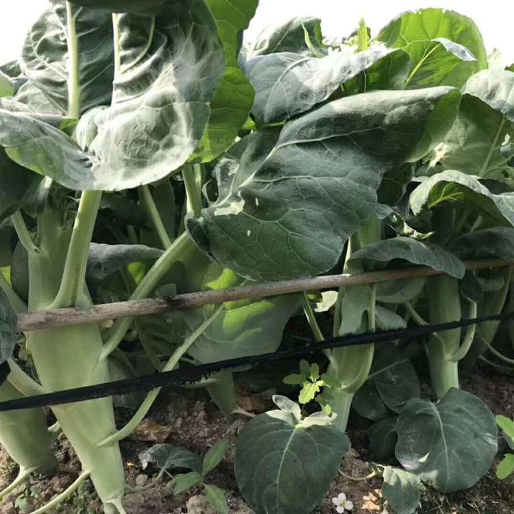 
F1 kale kailan Chinese Mustard cabbage kale seeds 