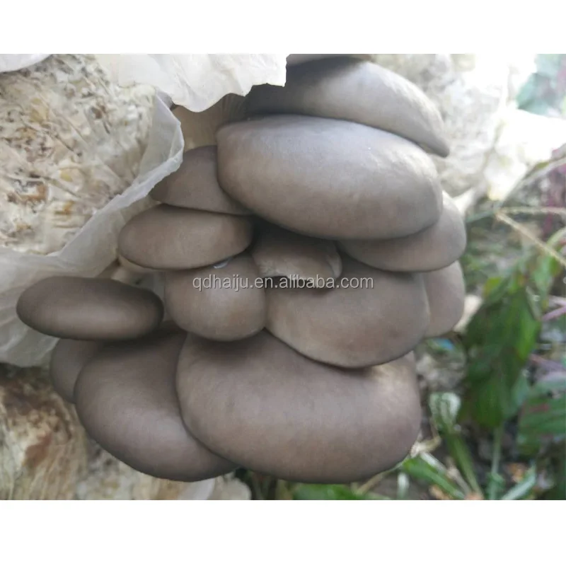 
White color Oyster mushroom log price 