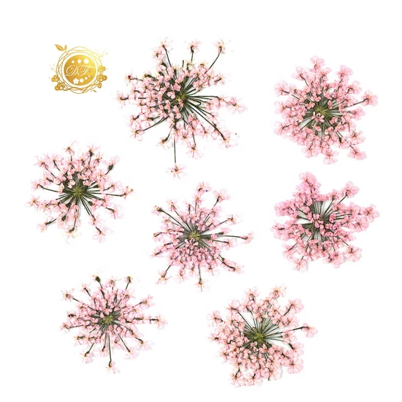 2022 Hot sale dried preserved babysbreath Detain flower for  home decoration