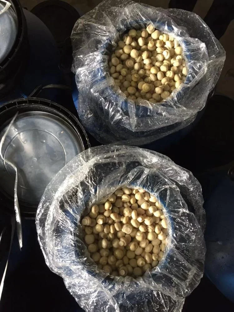 
Italy 2-2.5 cm whole champignon mushroom in vinegar in drums 