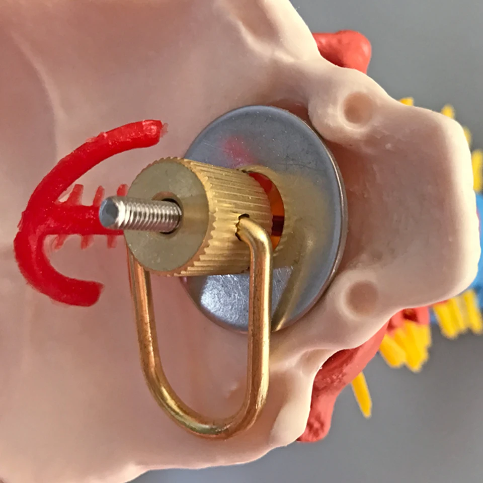 Didactic Vertebral Column with Pelvis Model, Spine Anatomical Model