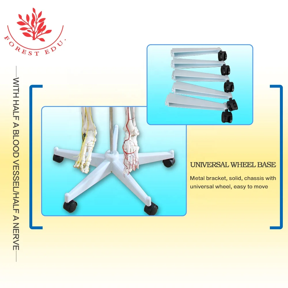 Модель анатомического скелета для обучения человеку с нервами и кровеносными сосудами