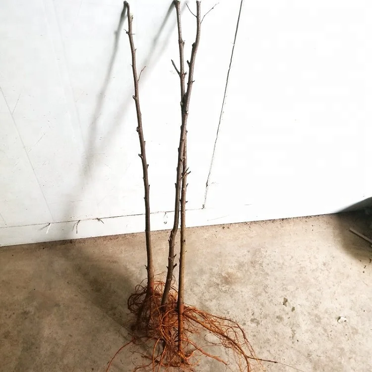 
 Быстрорастущие-40 градусов устойчивые к холоду китайские белые рассады elm для выращивания  