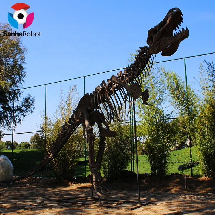 Life size Museum skeleton dinosaur for sale