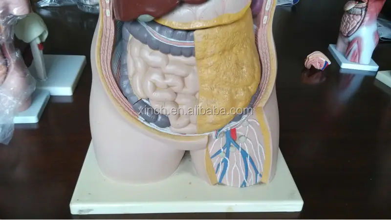 half body three sex anatomy and physiology internal organs of human body