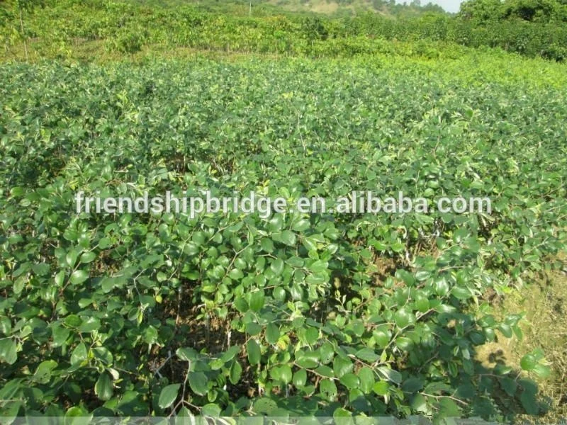 
Chinese Jujube Date Trees seedling 