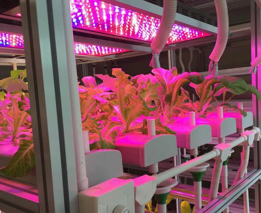 Full Spectrum 380nm - 840nm led 30W cob chip for plant green house growing light