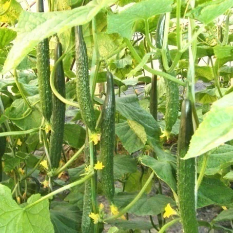 Chinese new-bred cucumber hybrid seeds SXC No.1