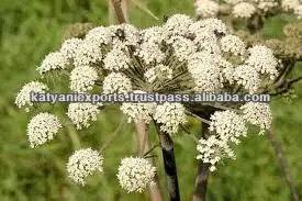 2022 Bulk Selling Best Quality Cumin Seed Essential Oil for Wholesale Customers